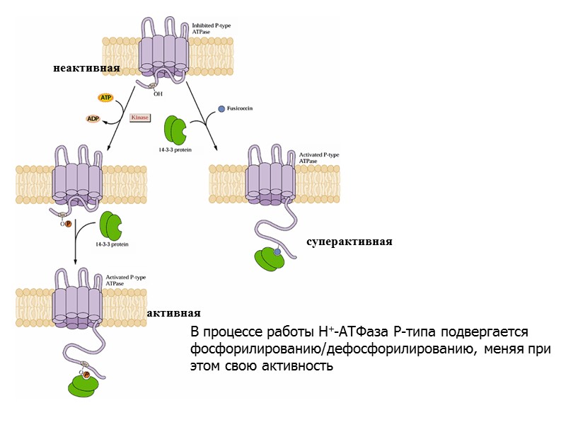 В процессе работы Н+-АТФаза Р-типа подвергается фосфорилированию/дефосфорилированию, меняя при этом свою активность неактивная активная